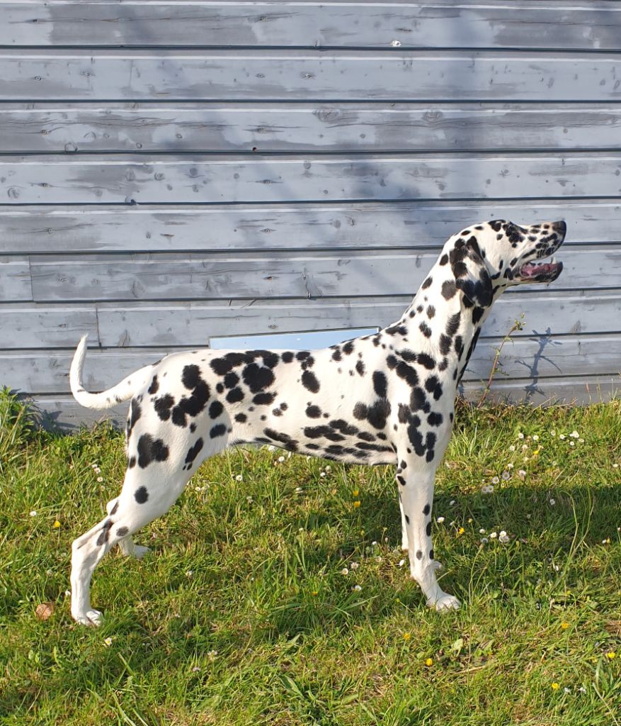 Les Dalmatien de l'affixe Du Bois Aux Chênes Béarnais