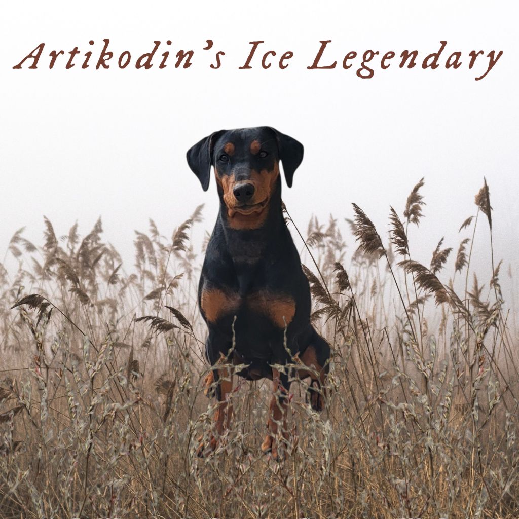 Artikodin's ice legendary (Sans Affixe)