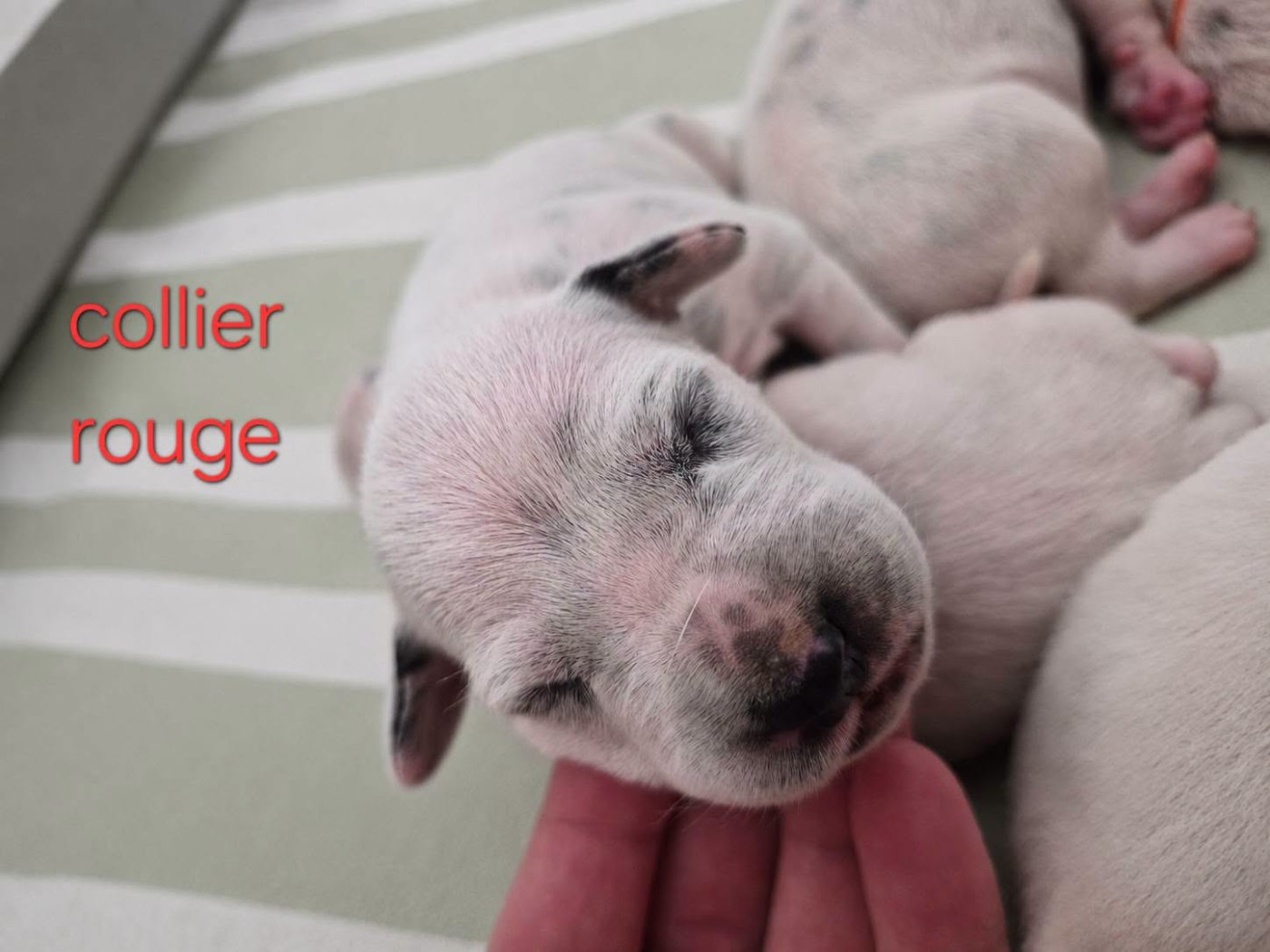 Du Bois Aux Chênes Béarnais - Chiots disponibles - Dalmatien