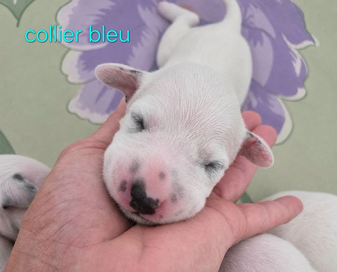 Du Bois Aux Chênes Béarnais - Chiots disponibles - Dalmatien