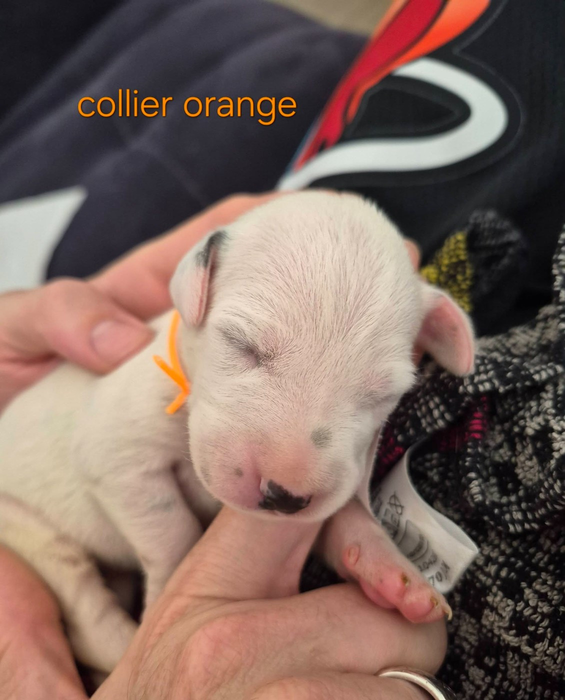Du Bois Aux Chênes Béarnais - Chiots disponibles - Dalmatien