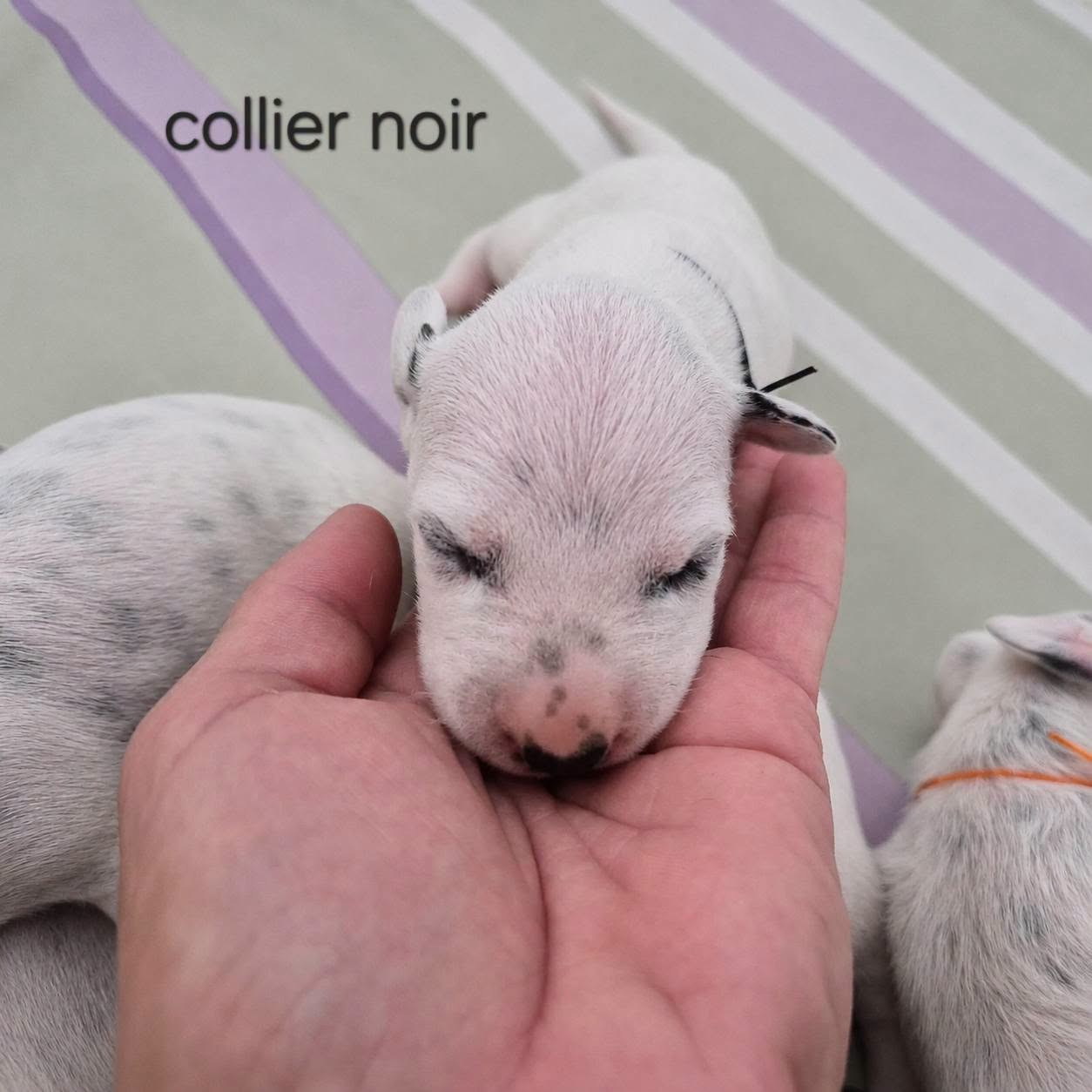 Du Bois Aux Chênes Béarnais - Chiots disponibles - Dalmatien