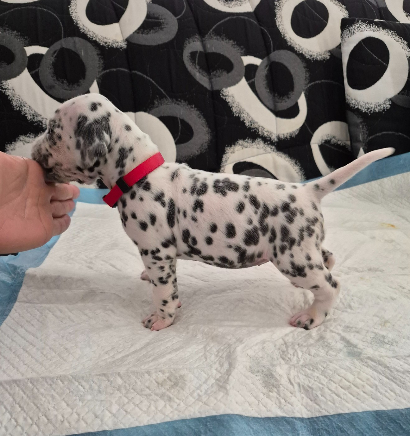Du Bois Aux Chênes Béarnais - Chiots disponibles - Dalmatien