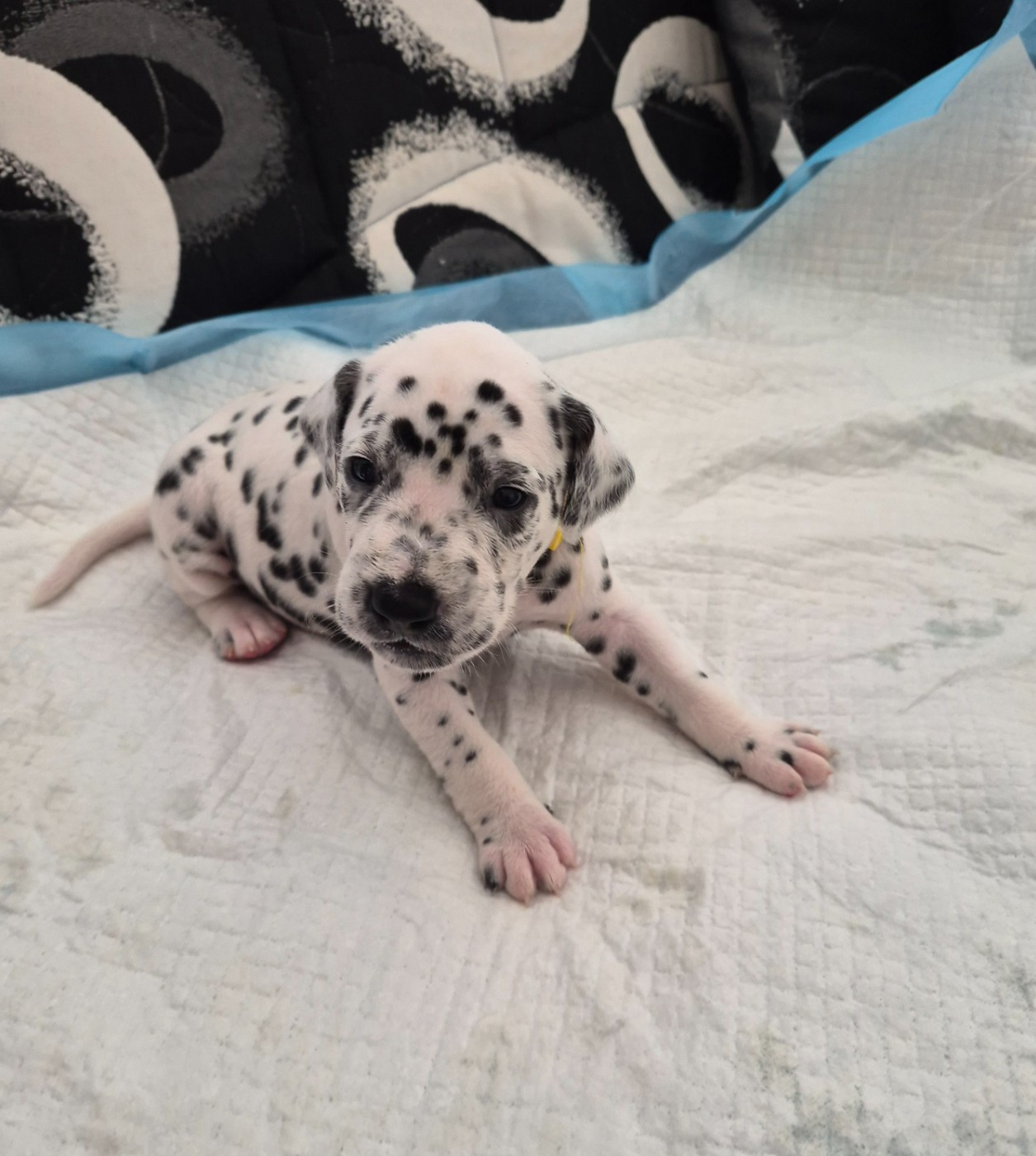 Du Bois Aux Chênes Béarnais - Chiots disponibles - Dalmatien