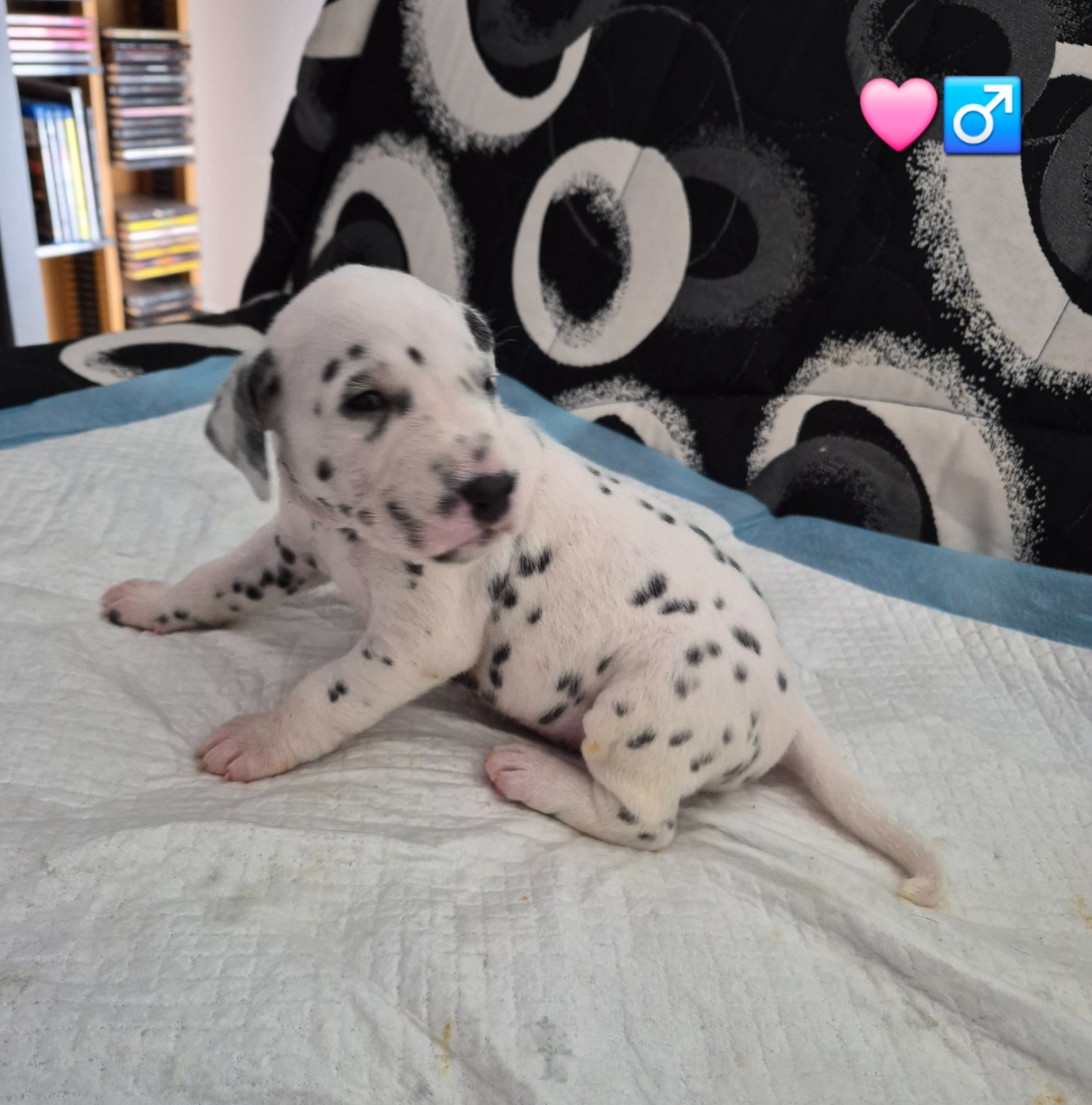Du Bois Aux Chênes Béarnais - Chiots disponibles - Dalmatien