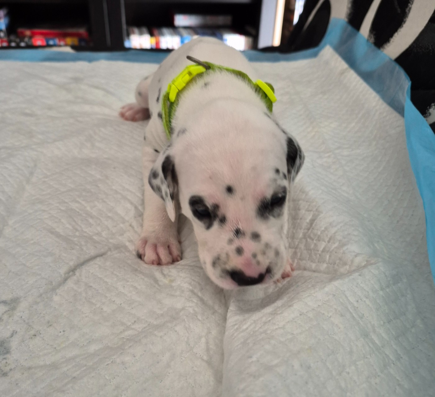 Du Bois Aux Chênes Béarnais - Chiots disponibles - Dalmatien