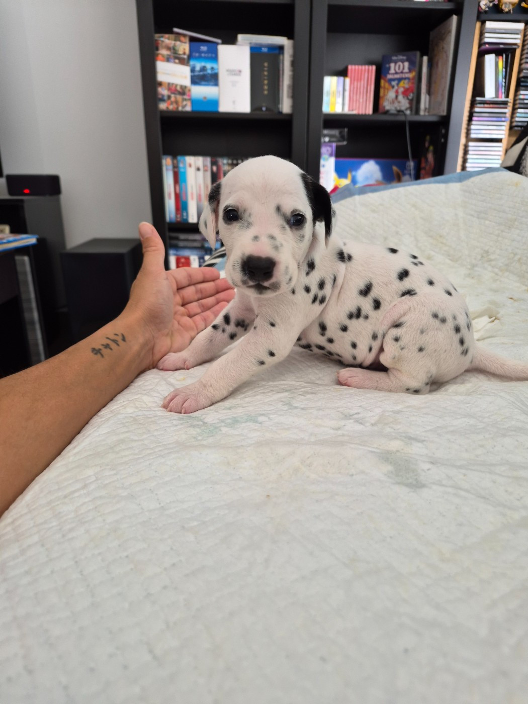 Du Bois Aux Chênes Béarnais - Chiots disponibles - Dalmatien