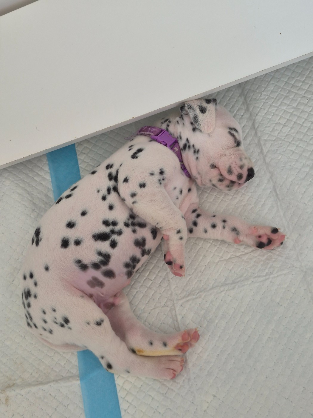 Du Bois Aux Chênes Béarnais - Chiots disponibles - Dalmatien