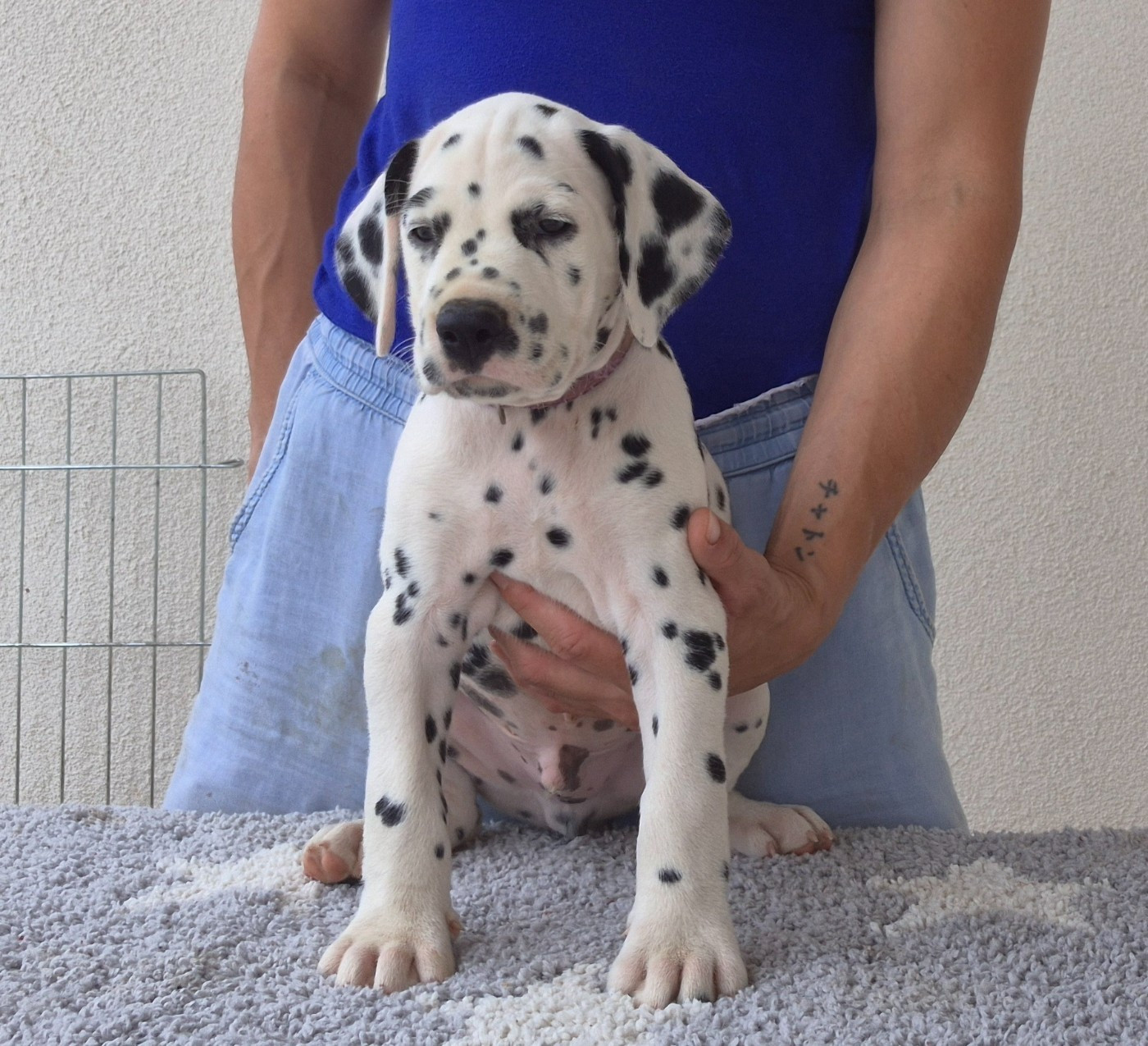 Du Bois Aux Chênes Béarnais - Chiots disponibles - Dalmatien