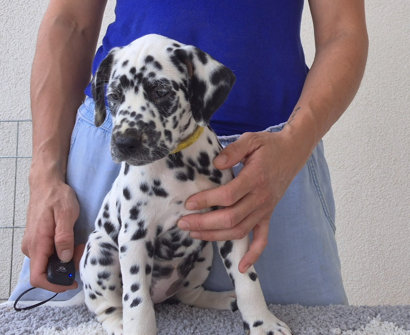 Du Bois Aux Chênes Béarnais - Chiots disponibles - Dalmatien