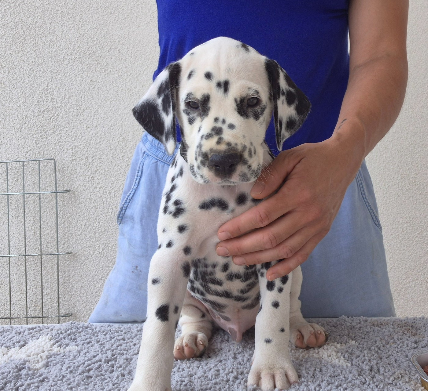 Du Bois Aux Chênes Béarnais - Chiots disponibles - Dalmatien