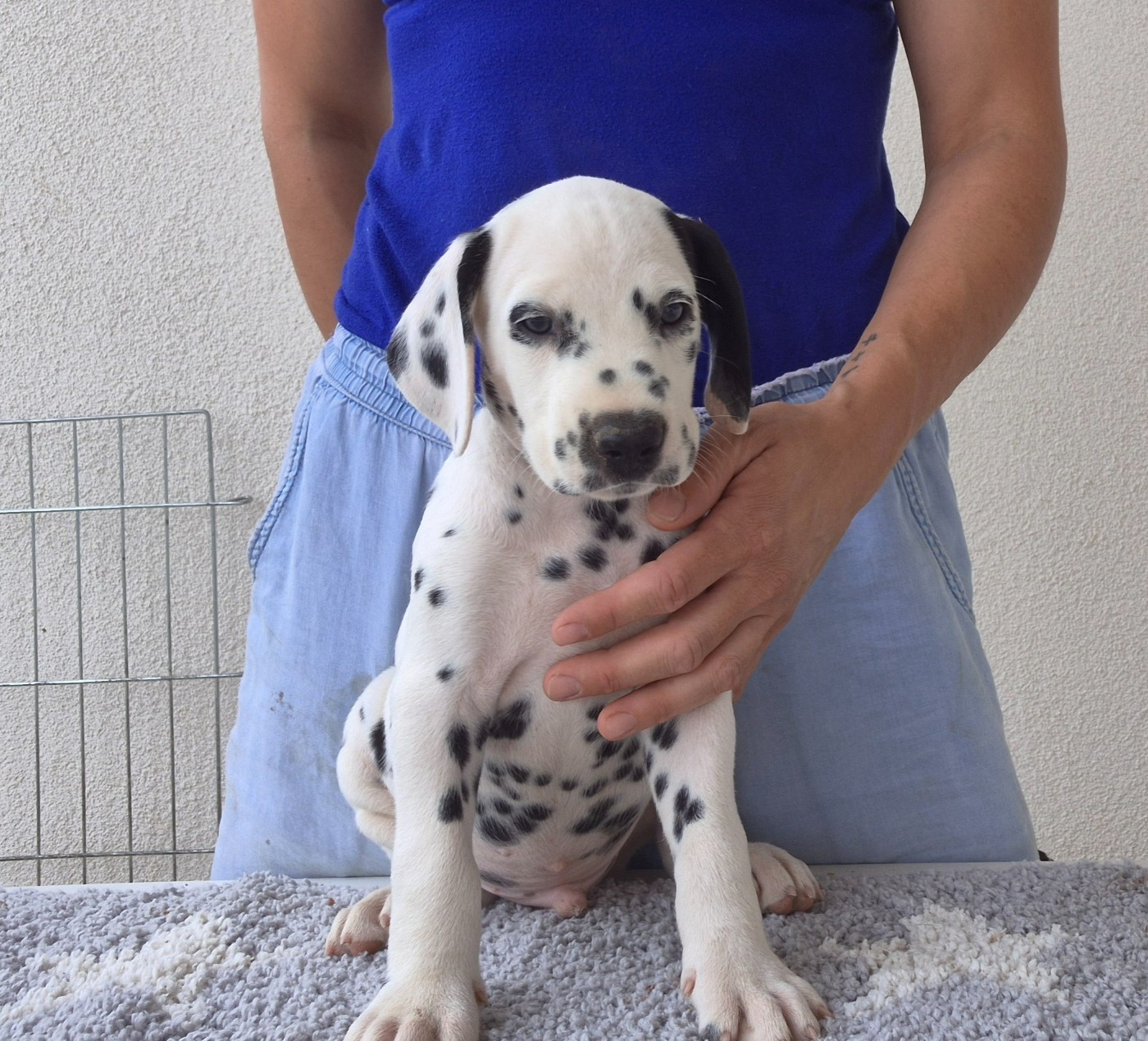 Du Bois Aux Chênes Béarnais - Chiots disponibles - Dalmatien