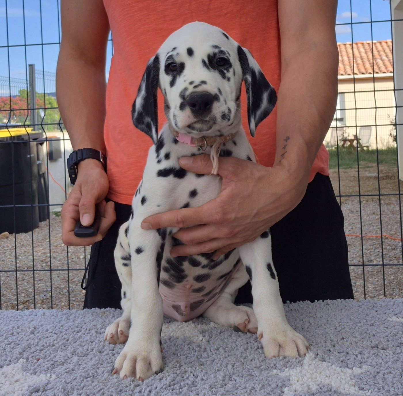 Du Bois Aux Chênes Béarnais - Chiots disponibles - Dalmatien